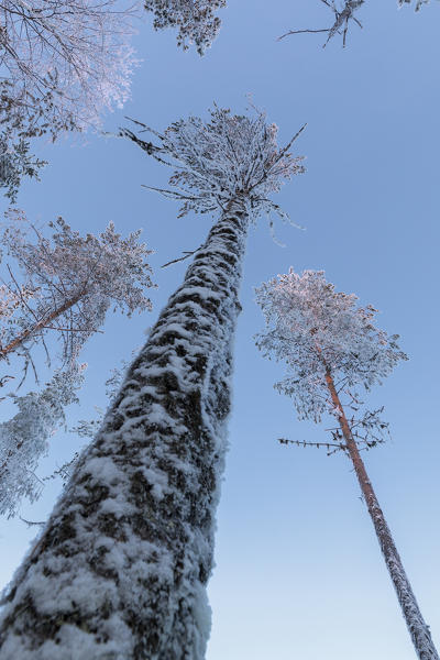 Details of tree trunks covered with ice in the boreal forest (Taiga), Kiruna, Norrbotten County, Lapland, Sweden