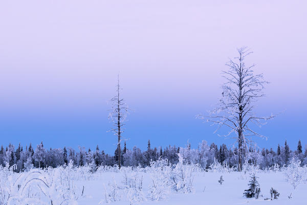 Pink sky at sunset on the boreal forest (Taiga), Kiruna, Norrbotten County, Lapland, Sweden