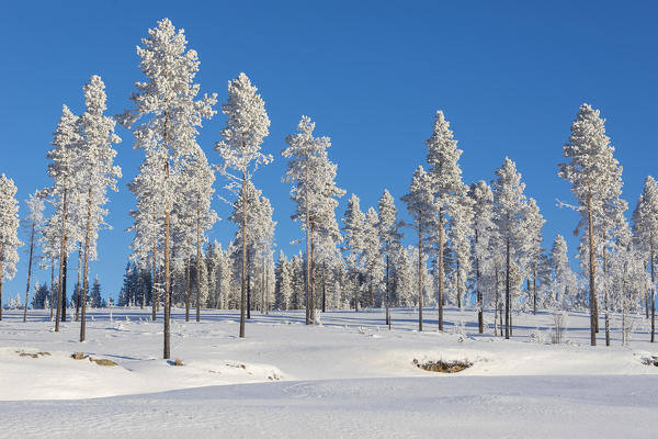 Frozen trees in the forest covered with snow, Kiruna, Norrbotten County, Lapland, Sweden