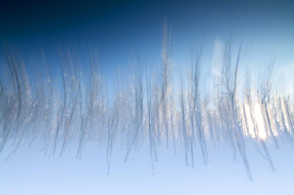 Abstract overview of trees in the boreal forest (Taiga), Abisko, Kiruna Municipality, Norrbotten County, Lapland, Sweden