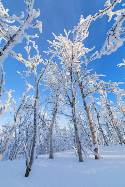 Frozen trees in the boreal forest, Abisko, Kiruna Municipality, Norrbotten County, Lapland, Sweden