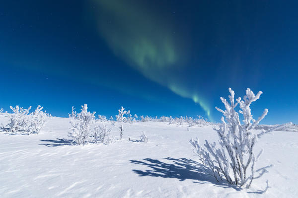 Lone trees covered with snow under the Aurora Borealis, Abisko, Kiruna Municipality, Norrbotten County, Lapland, Sweden