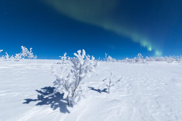 Lone trees covered with snow under the Aurora Borealis, Abisko, Kiruna Municipality, Norrbotten County, Lapland, Sweden