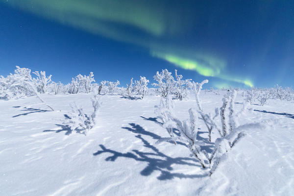 Frozen trees covered with snow under the Aurora Borealis, Abisko, Kiruna Municipality, Norrbotten County, Lapland, Sweden