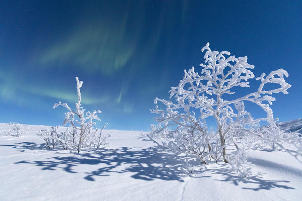 Lone trees covered with snow under the Aurora Borealis, Abisko, Kiruna Municipality, Norrbotten County, Lapland, Sweden