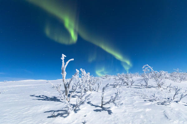 Frozen trees covered with snow under the Aurora Borealis, Abisko, Kiruna Municipality, Norrbotten County, Lapland, Sweden