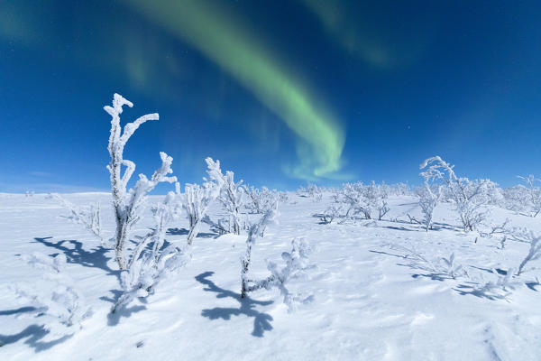 Northern Lights on frozen trees, Abisko,  Kiruna Municipality, Norrbotten County, Lapland, Sweden