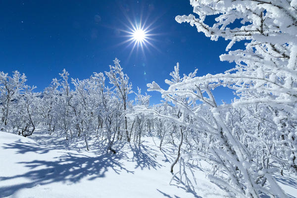 Full moon lights up the snowy forest, Abisko, Kiruna Municipality, Norrbotten County, Lapland, Sweden