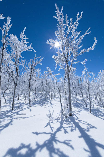 Full moon lights up the snowy forest, Abisko, Kiruna Municipality, Norrbotten County, Lapland, Sweden