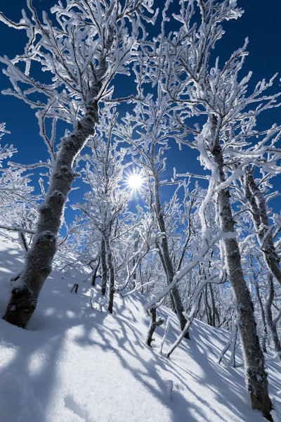 Full moon lights up the snowy forest, Abisko, Kiruna Municipality, Norrbotten County, Lapland, Sweden