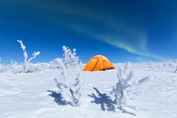 Isolated tent in the snow under Northern Lights, Abisko, Kiruna Municipality, Norrbotten County, Lapland, Sweden