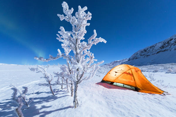 Isolated tent and frozen tree in the polar night, Abisko, Kiruna Municipality, Norrbotten County, Lapland, Sweden