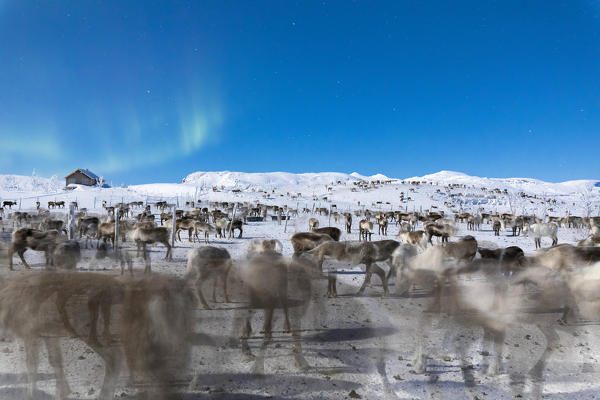 Flock of reindeer under Northern Lights, Abisko, Kiruna Municipality, Norrbotten County, Lapland, Sweden