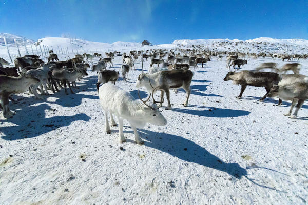 Flock of reindeer in the snow in the polar night, Abisko, Kiruna Municipality, Norrbotten County, Lapland, Sweden