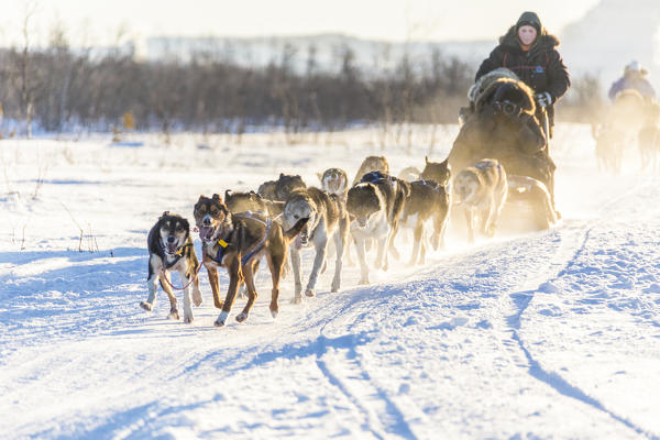 Dog sledding in the snowy landscape of Kiruna, Norrbotten County, Lapland, Sweden