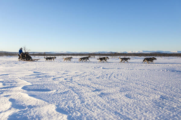 Dog sledding in the snowy landscape of Kiruna, Norrbotten County, Lapland, Sweden