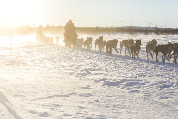 Dog sledding in the snowy landscape of Kiruna, Norrbotten County, Lapland, Sweden