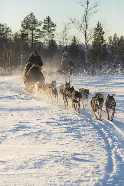 Dog sledding in the snowy landscape of Kiruna, Norrbotten County, Lapland, Sweden