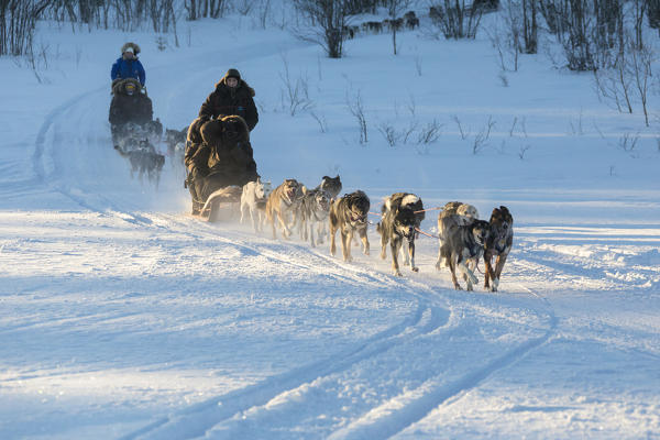 Dog sledding in the snowy landscape of Kiruna, Norrbotten County, Lapland, Sweden