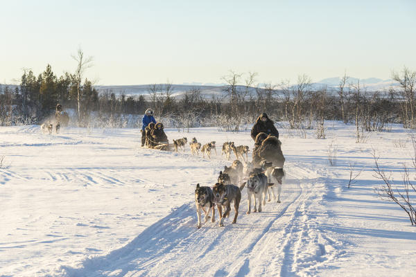 Dog sledding in the snowy landscape of Kiruna, Norrbotten County, Lapland, Sweden