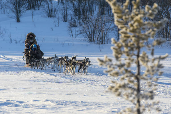 Dog sledding in the snowy landscape of Kiruna, Norrbotten County, Lapland, Sweden