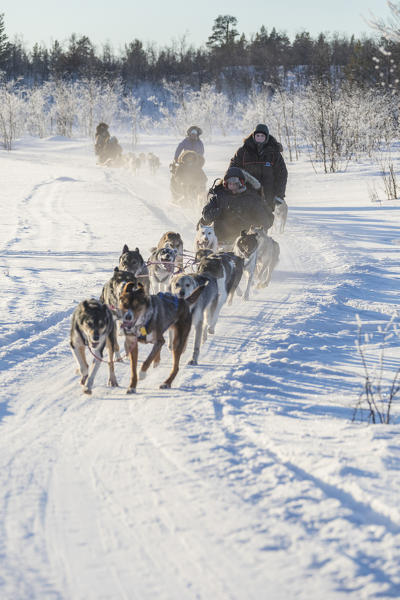 Dog sledding in the snowy landscape of Kiruna, Norrbotten County, Lapland, Sweden