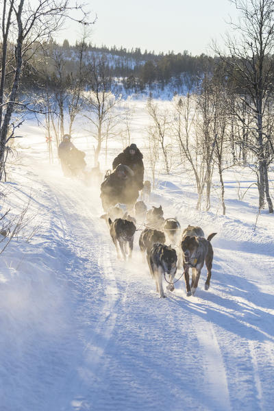 Dog sledding in the snowy landscape of Kiruna, Norrbotten County, Lapland, Sweden