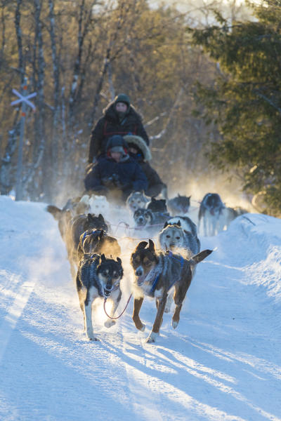 Dog sledding in the snowy landscape of Kiruna, Norrbotten County, Lapland, Sweden