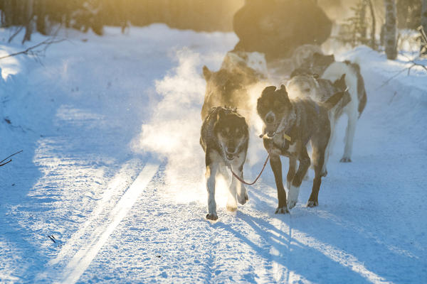 Dogs carrying the sled, Kiruna, Norrbotten County, Lapland, Sweden