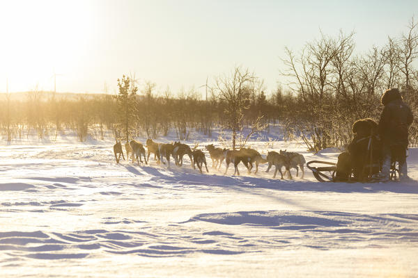 Dog sledding in the snowy landscape of Kiruna, Norrbotten County, Lapland, Sweden