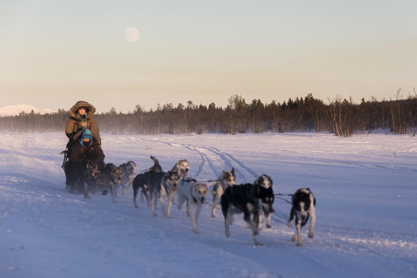 Dog sledding in the snowy landscape of Kiruna, Norrbotten County, Lapland, Sweden