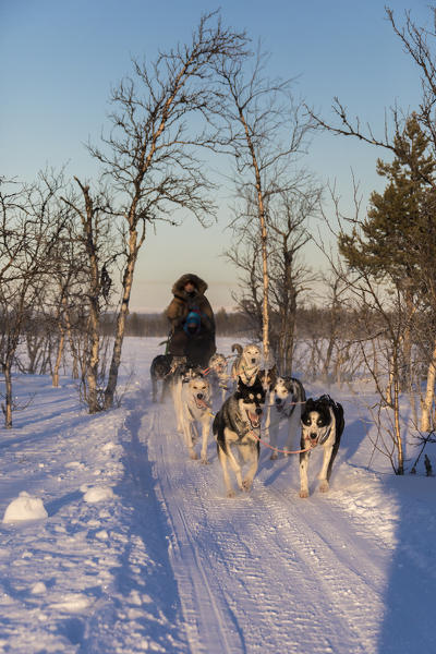 Dog sledding in the snowy landscape of Kiruna, Norrbotten County, Lapland, Sweden