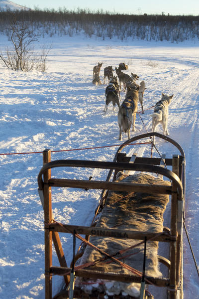 Dogs carrying the sled, Kiruna, Norrbotten County, Lapland, Sweden