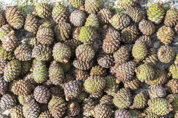 Pine cones, San Romerio Alp, Brusio, Canton of Graubünden, Poschiavo valley, Switzerland