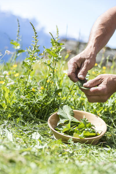 Hands of a farmer collecting plants, San Romerio Alp, Brusio, Canton of Graubünden, Poschiavo valley, Switzerland