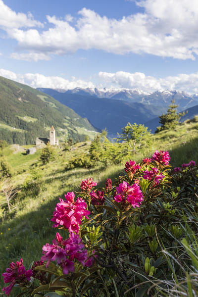 Rhododendrons and old church on the background, San Romerio Alp, Brusio, Canton of Graubünden, Poschiavo valley, Switzerland