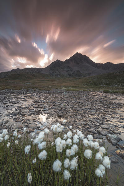 Pink clouds at dawn on flowering cotton grass, Gavia Pass, Valfurva, Valtellina, Lombardy, Italy