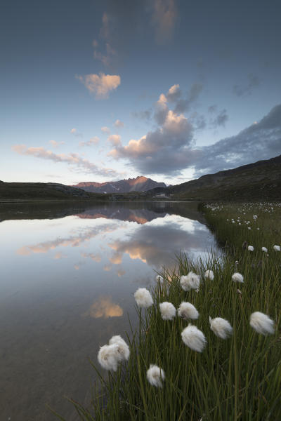 Cotton grass on the shore of Lago Bianco, Gavia Pass, Valfurva, Valtellina, Lombardy, Italy