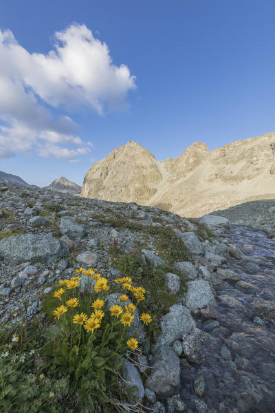 Wildflowers in bloom with Piz Polatschin on the background, Lej Lagrev, Silvaplana, canton of Graubünden, Engadine, Switzerland