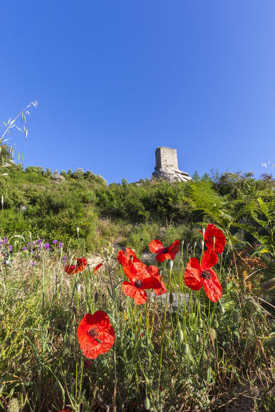 Red poppies with Torre di San Giovanni on the background, Campo nell'Elba, Elba Island, Livorno Province, Tuscany, Italy