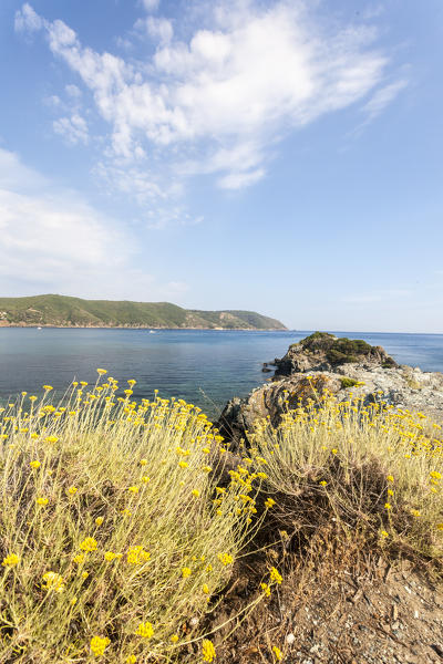 Yellow wildflowers, Lacona, Capoliveri, Elba Island, Livorno Province, Tuscany, Italy