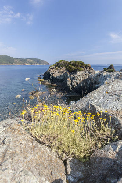 Yellow wildflowers, Lacona, Capoliveri, Elba Island, Livorno Province, Tuscany, Italy