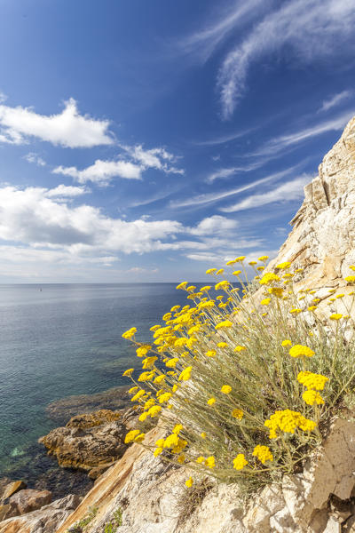 Wildflowers on cliffs, Sant'Andrea Beach, Marciana, Elba Island, Livorno Province, Tuscany, Italy