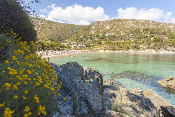 Wildflowers, Fetovaia Beach, Campo nell'Elba, Elba Island, Livorno Province, Tuscany, Italy