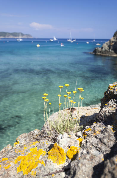 Wildflowers, Fetovaia Beach, Campo nell'Elba, Elba Island, Livorno Province, Tuscany, Italy