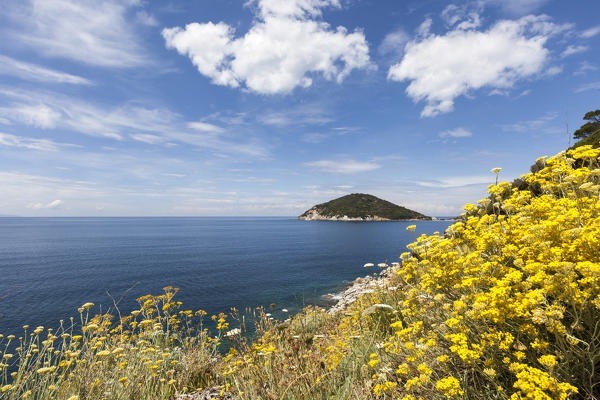 Yellow wildflowers, Gulf of Procchio, Marciana, Elba Island, Livorno Province, Tuscany, Italy