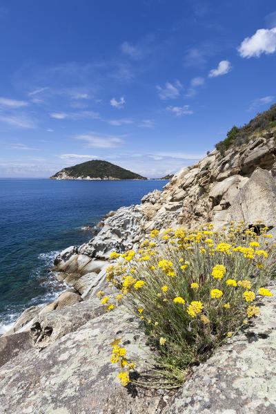 Yellow wildflowers, Gulf of Procchio, Marciana, Elba Island, Livorno Province, Tuscany, Italy