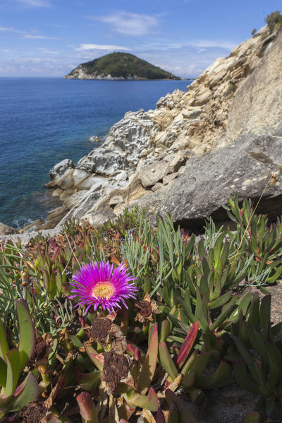 Wildflower on cliffs, Gulf of Procchio, Marciana, Elba Island, Livorno Province, Tuscany, Italy