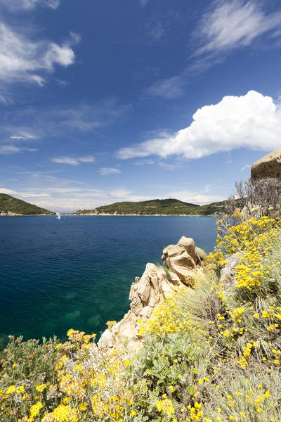 Yellow wildflowers on cliffs, Gulf of Procchio, Marciana, Elba Island, Livorno Province, Tuscany, Italy