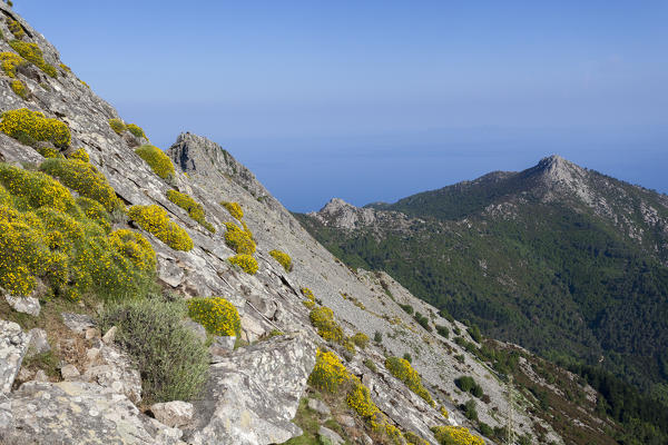 Wildflowers on the rocky peak, Monte Capanne, Elba Island, Livorno Province, Tuscany, Italy